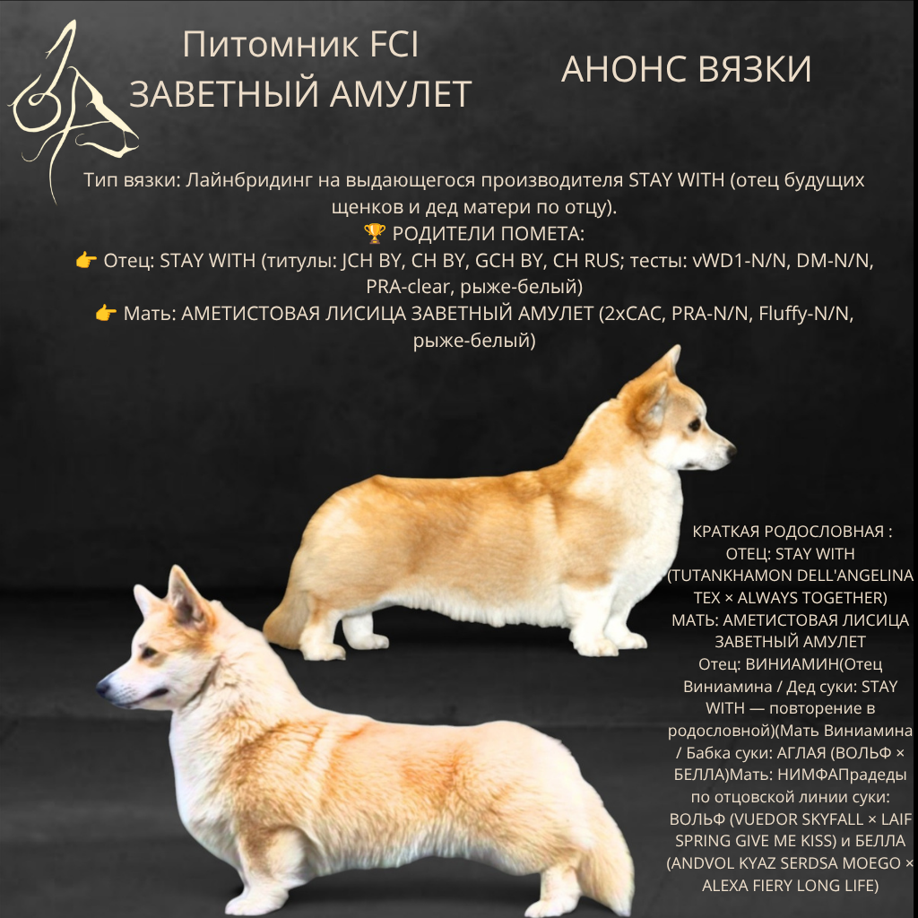 Анонс вязки вельш корги пемброк - Питомник Заветный Амулет