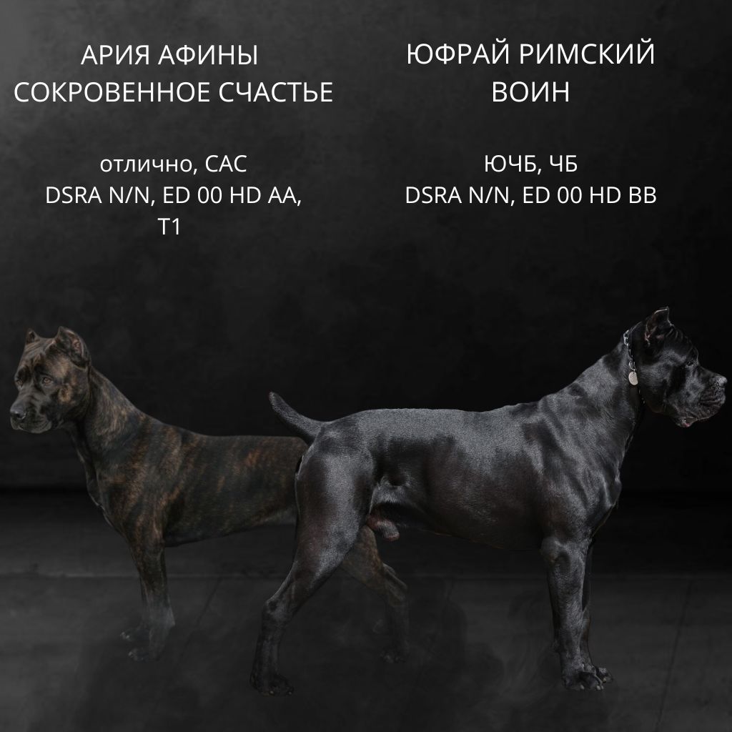 Щенки Итальянского кане корсо помёт В — Заветный Амулет