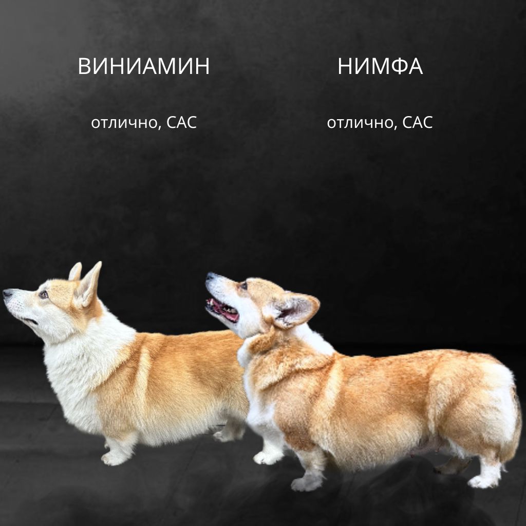Щенки Вельш корги пемброк помёт А — Заветный Амулет